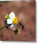 Buzz Off Metal Print