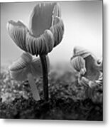 Bw Mushroom - 365- 232 Metal Print