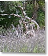 Cabbage Palms And Driftwood Metal Print