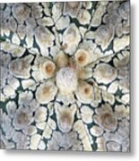 Cactus 2 Metal Print