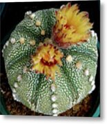 Cactus Flower 10 Metal Print