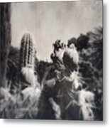Cactus Flower 3 Metal Print