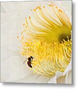 Cactus Flower Diner No. 2 Metal Print