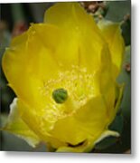 Cactus Flower Metal Print
