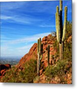 Cactus On Camelback 14x17 Metal Print