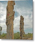 Cactus Skeleton Metal Print