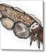 Caddisfly Larva Nymph Goeridae_silo_pallipes - Metal Print