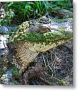 Caiman Metal Print