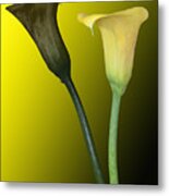 Cala Lilies Opposites Metal Print