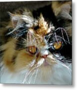 Cali Cat Metal Print