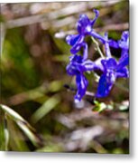 California Blue Flowers Metal Print