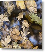 California Oak Leaves Metal Print