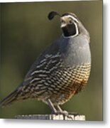 California Quail Male Santa Cruz Metal Print