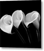Calla Lilies - Black And White Metal Print