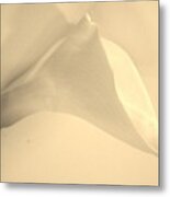 Calla Lily In Sepia Metal Print