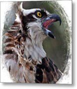 Calling Osprey Metal Print