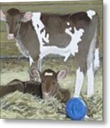 Calves Playing With A Blue Ball Metal Print