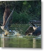 Canada Geese 4983-092017-2cr Metal Print