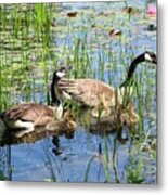 Canada Geese Family On Lily Pond Metal Print