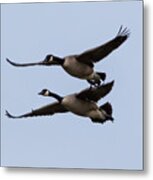 Canada Geese In Flight Metal Print