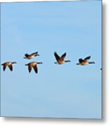 Canada Geese In Flight Metal Print