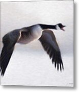 Canada Goose Metal Print