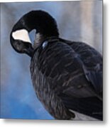 Canada Goose Preening Metal Print