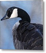 Canada Goose Preening 3 Metal Print