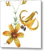 Canada Lily Composition Metal Print