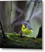 Canada Warbler Metal Print