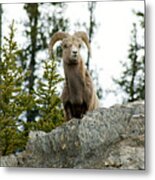 Canadian Bighorn Sheep Metal Print