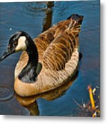 Canadian Male Goose Posing Metal Print