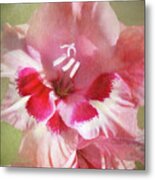 Candy Cane Gladiola Metal Print