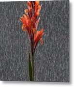 Canna On Stone Metal Print