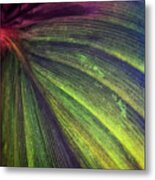 Canna Square 1 Metal Print