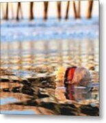 Cannonball Jellyfish Beached Metal Print