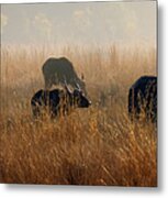 Cape Buffalo Herd Metal Print