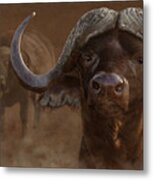 Cape Buffalo Metal Print