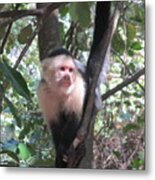 Capuchin Monkey 4 Metal Print