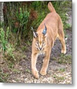 Caracal Hunting Metal Print