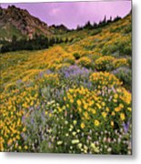 Cardiff Pass Sunset And Wildflowers - Alta, Utah Metal Print