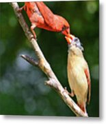 Cardinal Feeding The Youngster Metal Print