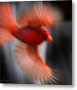 Cardinal In Flight Metal Print