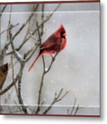 Cardinals In Snow, Framed Metal Print