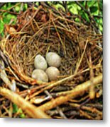 Brown Thrasher Nest And Eggs Metal Print