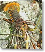 Caribbean Spotted Lobster Metal Print