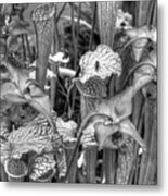 Carnivorous Plants Monochrome Metal Print