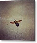 Carpenter Bee #bees #flying Metal Print