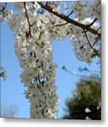 Cascading Cherry Blossoms Metal Print