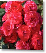 Cascading Red Roses Metal Print
